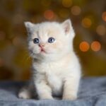 Gato Cachorro