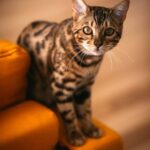 Gato Castrado