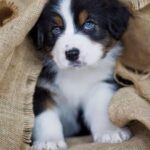 Perro Cachorro