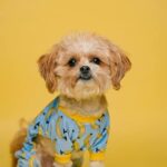 Perro adulto raza pequeña