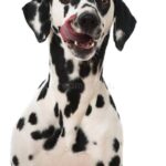 Perro alimentacion especial